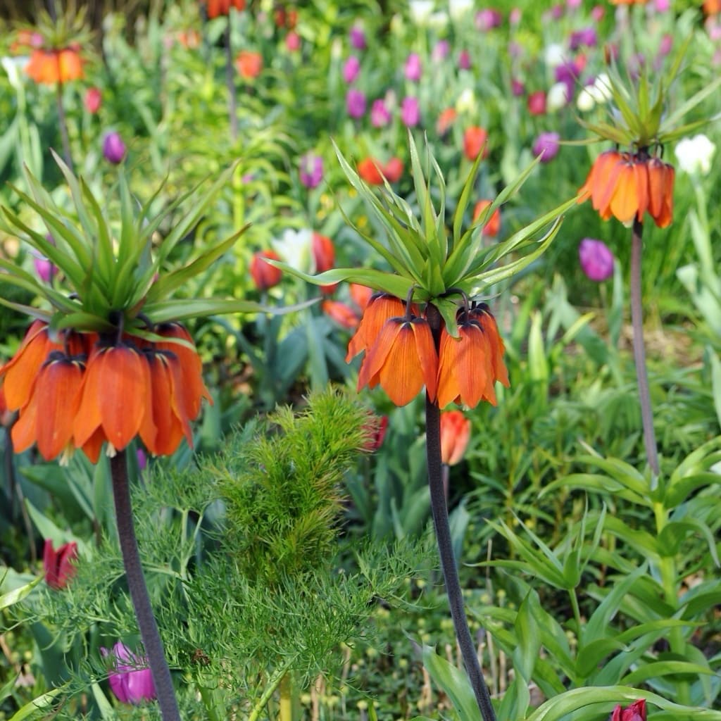 Fritillaria imperialis