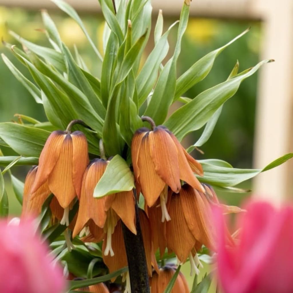 Fritillaria imperialis