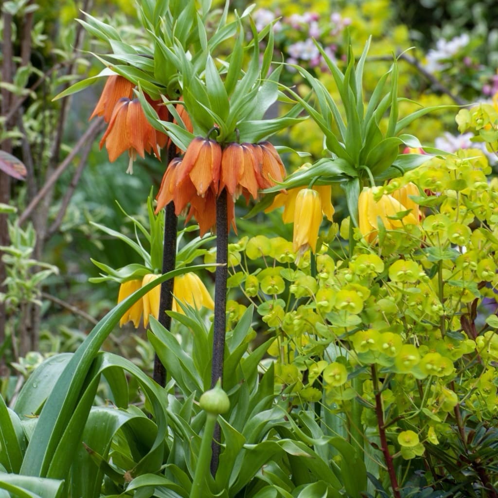 Kaiserkrone 'Aurora' Orange