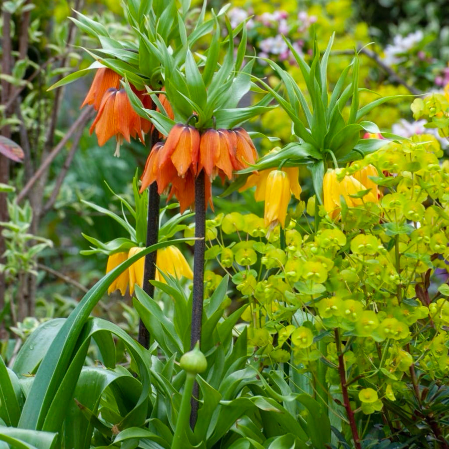 Kaiserkrone 'Aurora' Orange