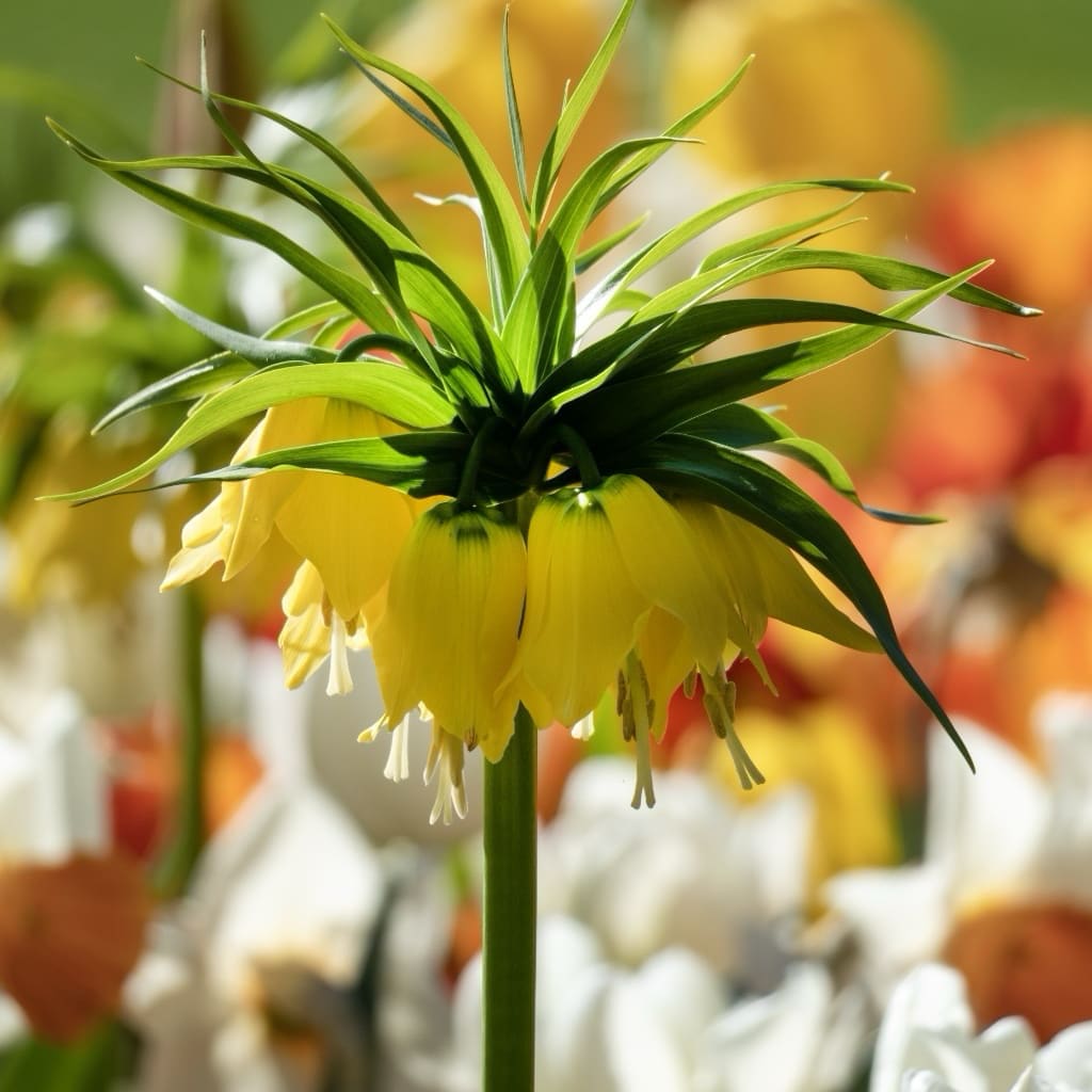 Fritillaria imperialis