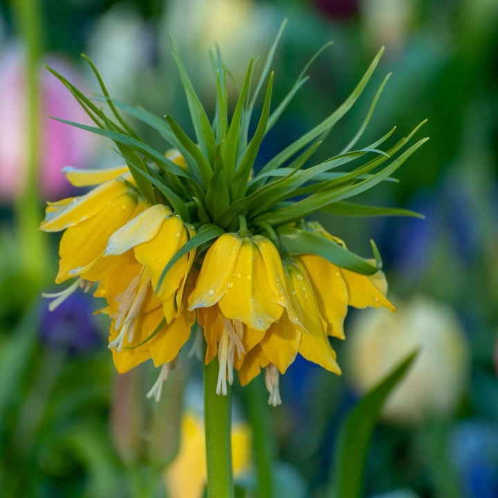 Kaiserkrone 'Lutea' Gelb