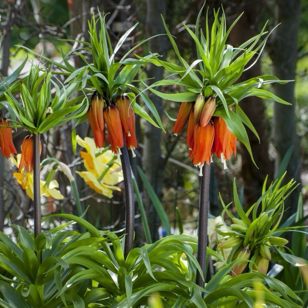 Fritillaria imperialis