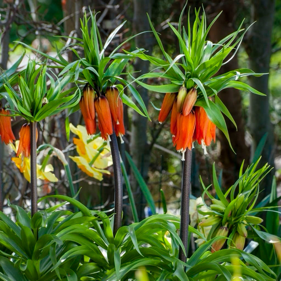 Fritillaria imperialis
