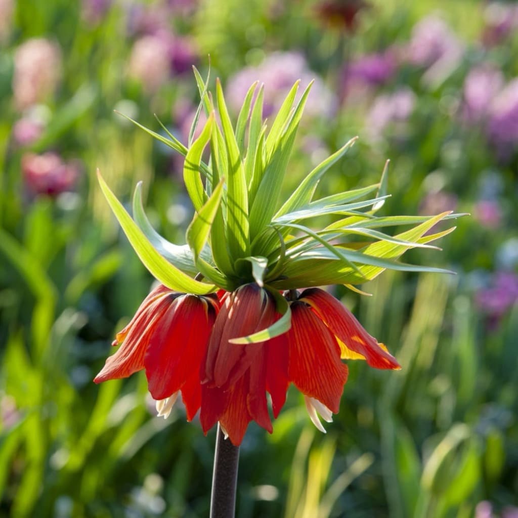 Kaiserkrone 'Rubra' Orange-Rot
