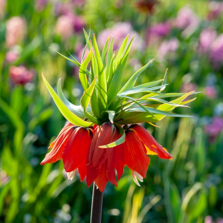 Kaiserkrone 'Rubra' Orange-Rot