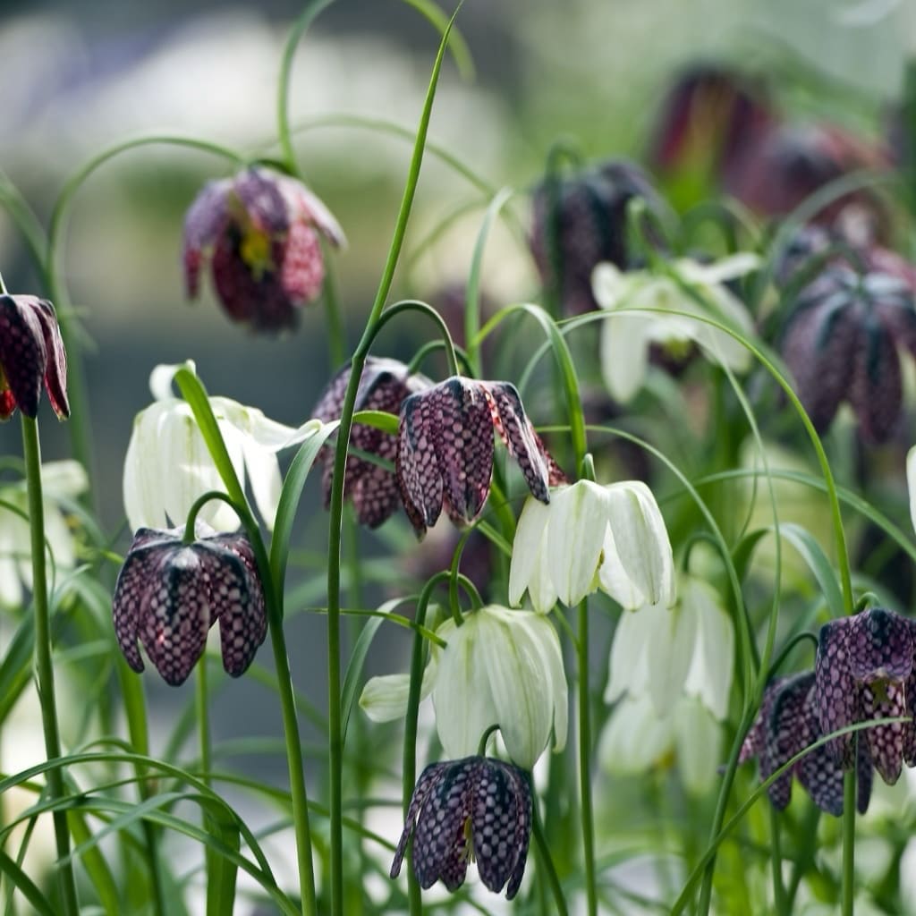 Fritillaria meleagris