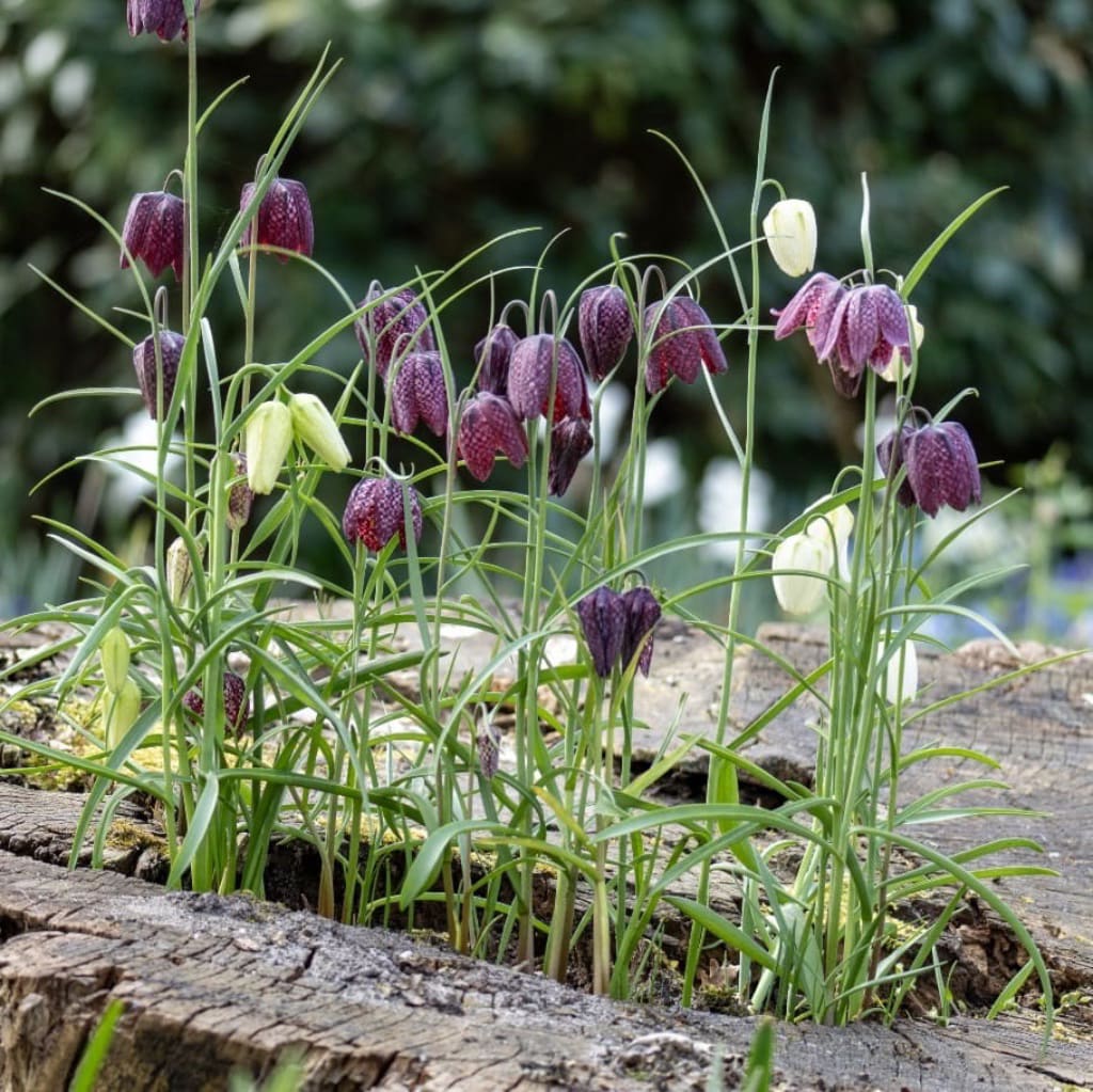 Schachbrettblumen Mix