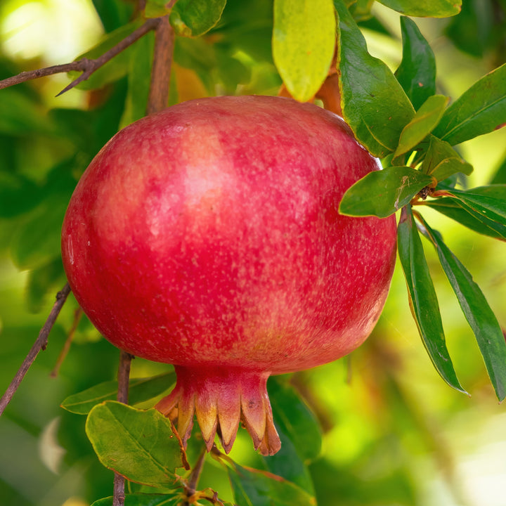 Frucht einer Punica granatum