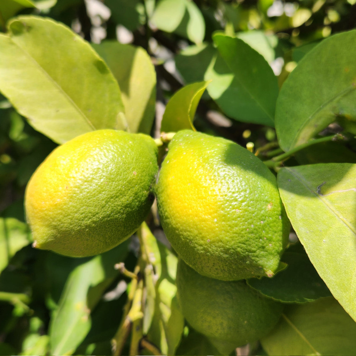 Früchte der Amalfi-Zitrone 'Amalphitanum'