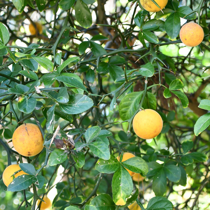 Früchte der Bergamotte