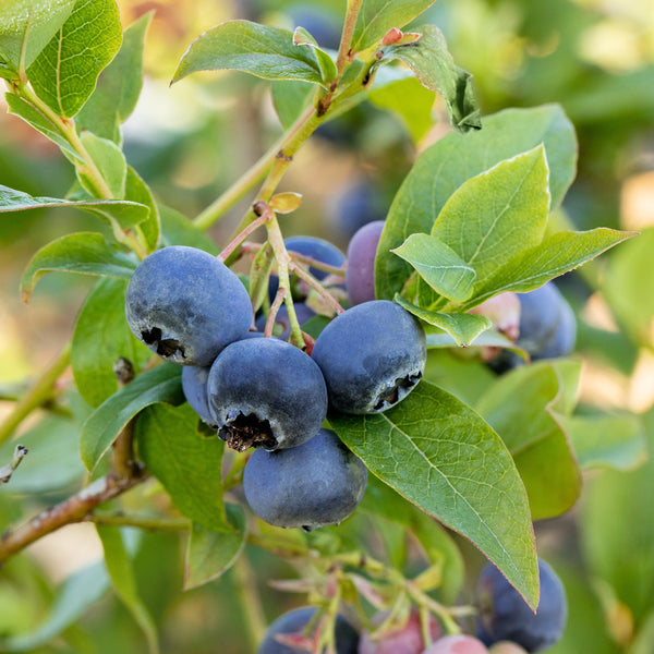 Früchte der Bio-Blaubeere 'Bluecrop'