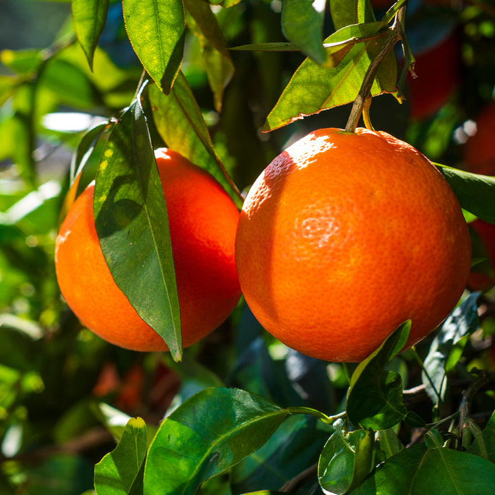 Orange Früchte der Citrus sinensis 'Moro'