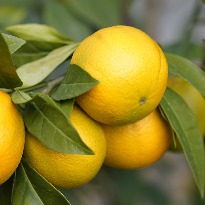 Orange Früchte der Citrus sinensis 'Navelina'