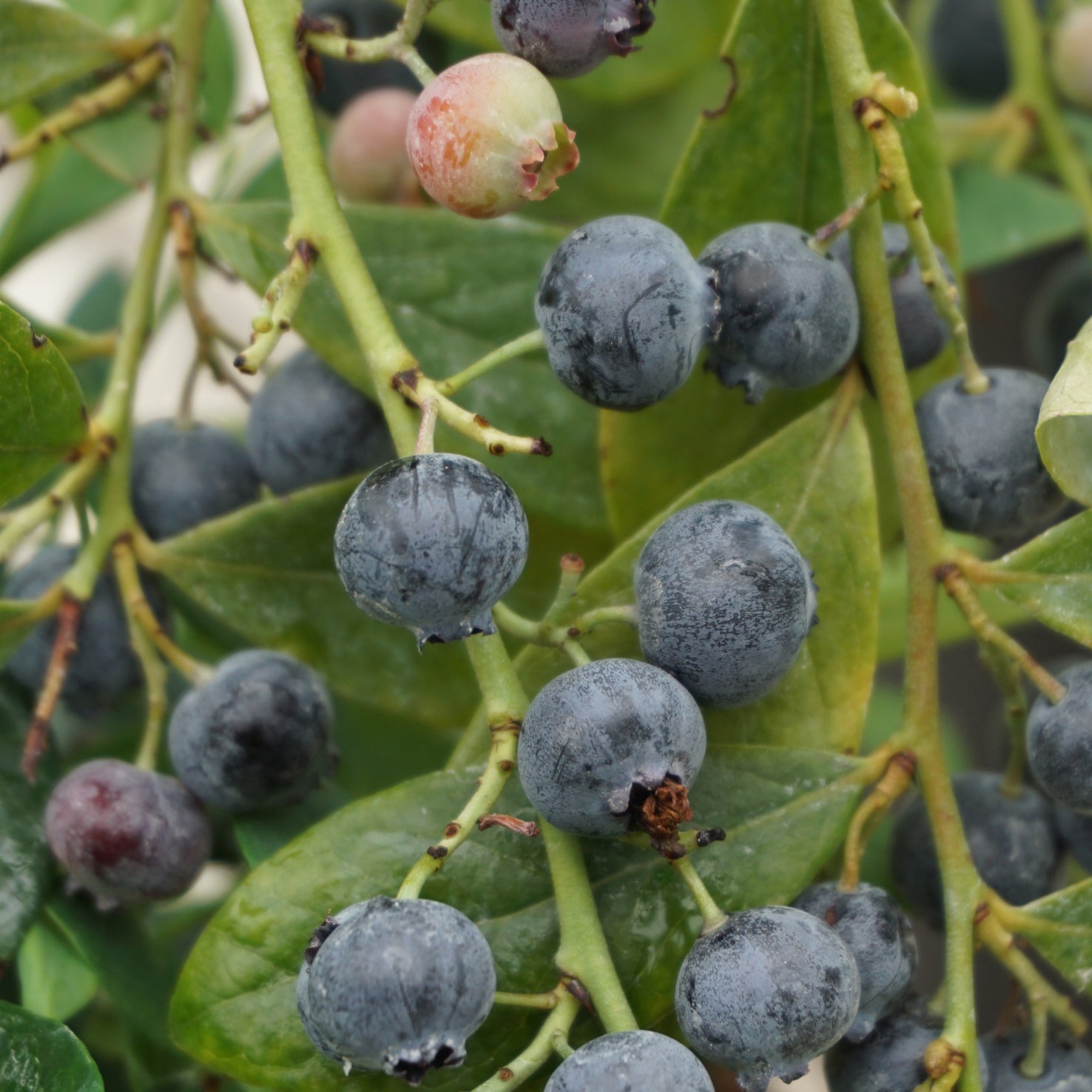 Früchte der Heidlbeere Brazelberry® 'Berry Bonanza'