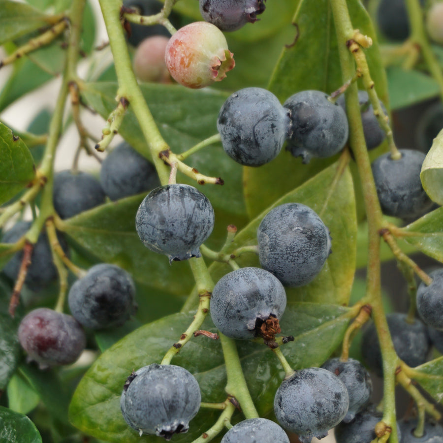 Früchte der Heidlbeere Brazelberry® 'Berry Bonanza'