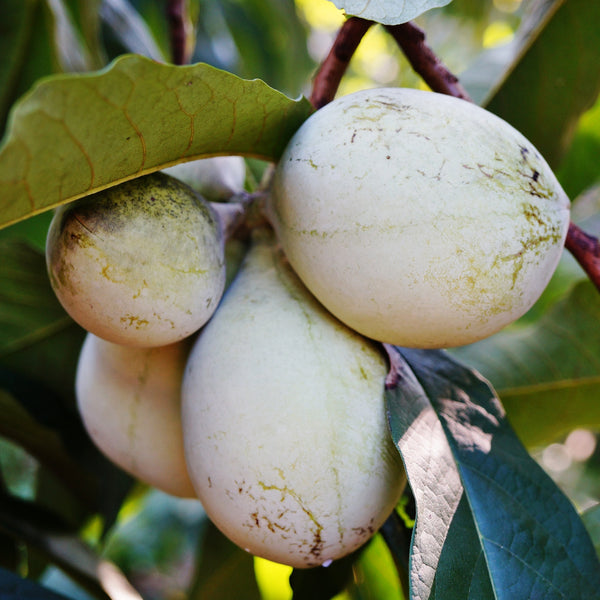 Früchte der Indianerbanane Pawpaw