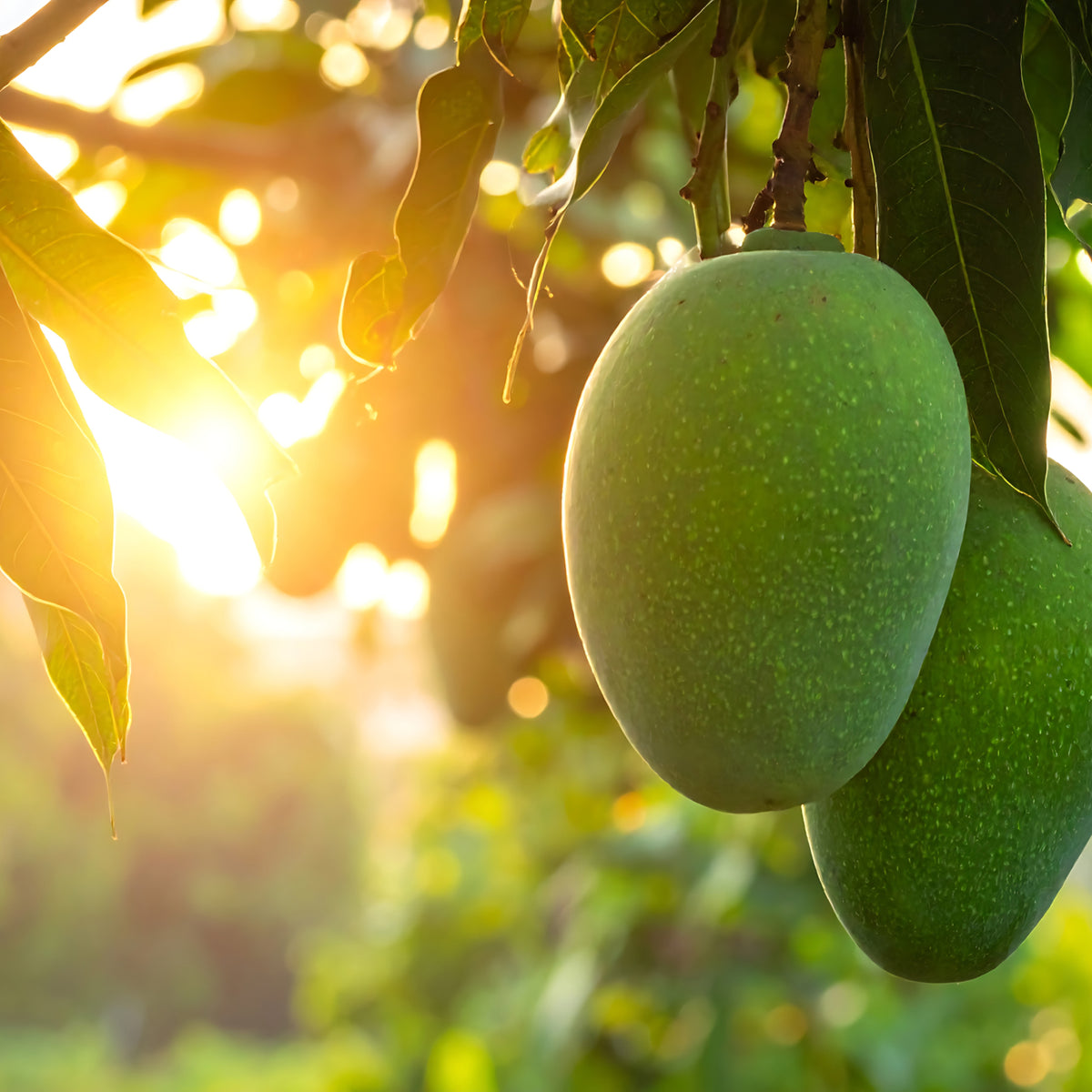 Früchte der Mango 'Osteen' / 'Keiit'