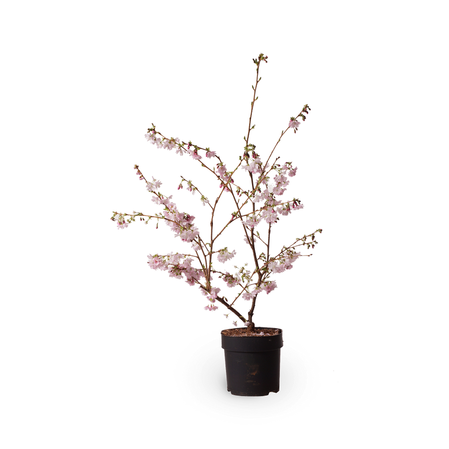Frühe Zierkirsche 'Accolade'