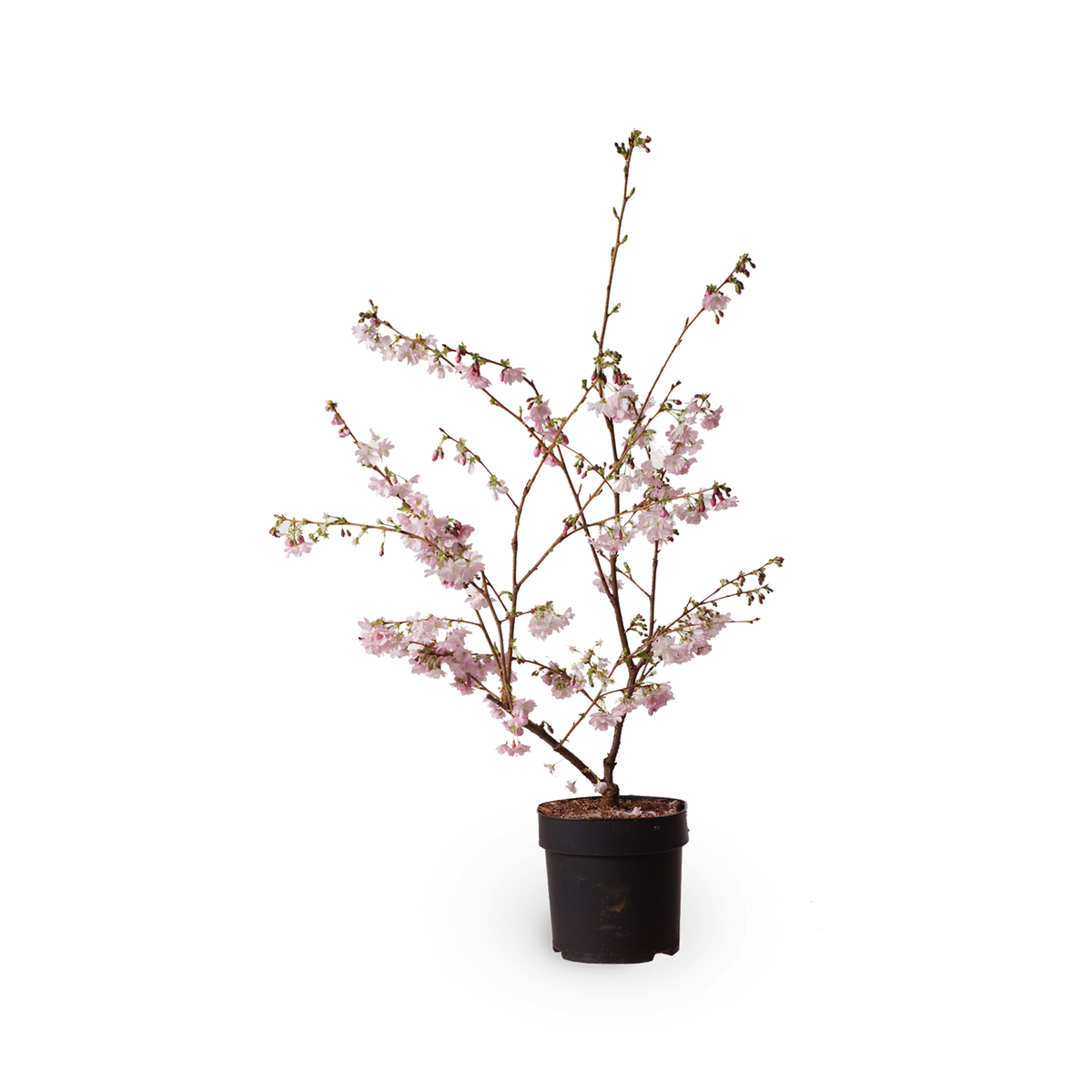 Frühe Zierkirsche 'Accolade'