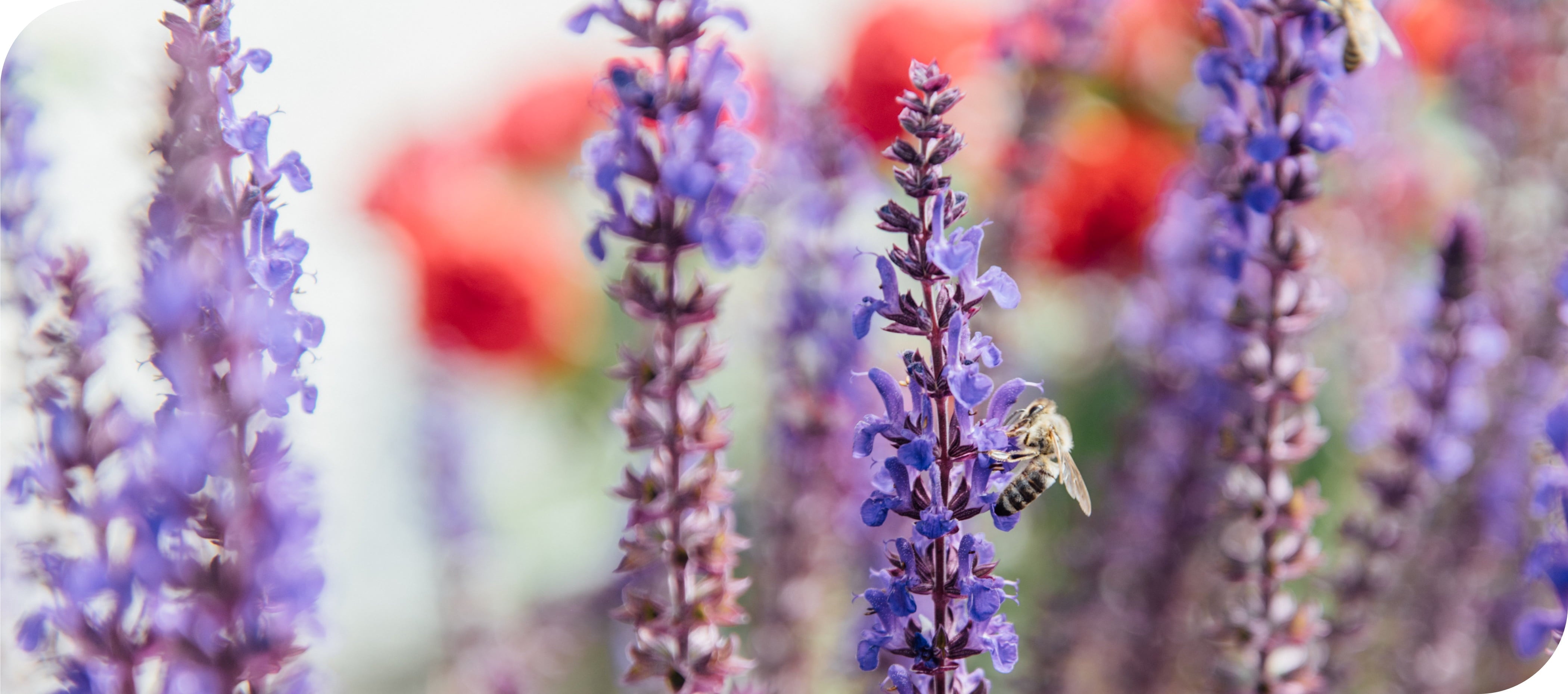 Blume mit Biene