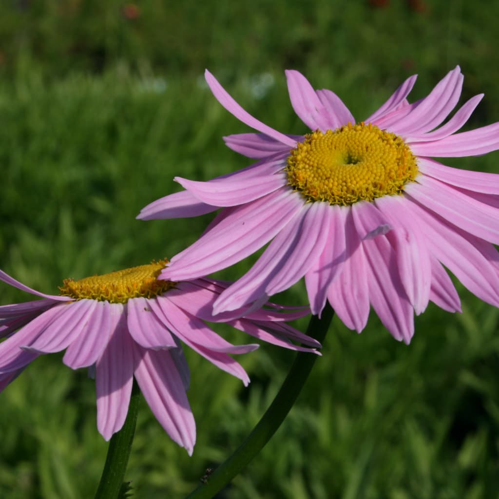 Frühlings-Margerite 'Robinsons Rosa' Rosa