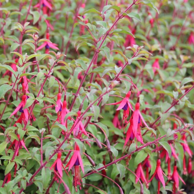 Fuchsia magellanica 'Riccartonii'