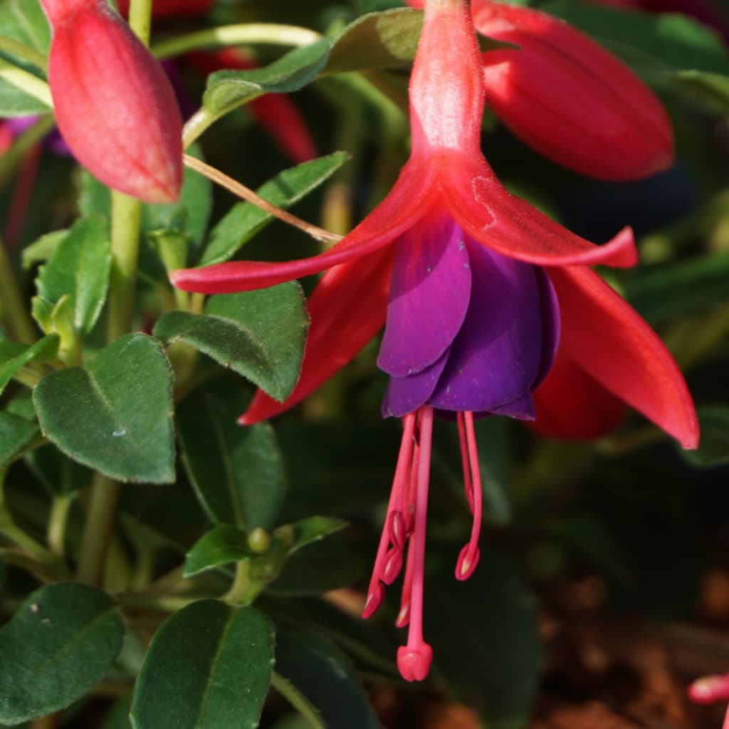 Fuchsia magellanica 'Tom Thumb'