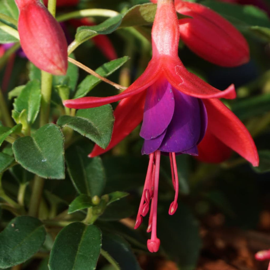 Fuchsia magellanica 'Tom Thumb'
