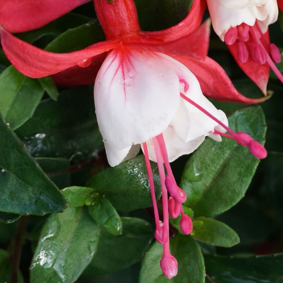 Fuchsia x hybride 'Snowcap'