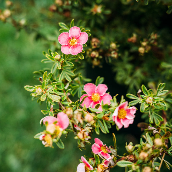 Blüte der Potentilla 'Bella Rosa'®