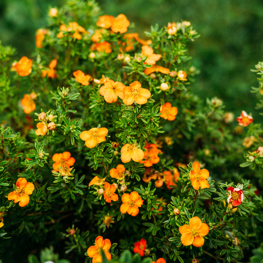 Blüte der Potentilla 'Bella Sol'®