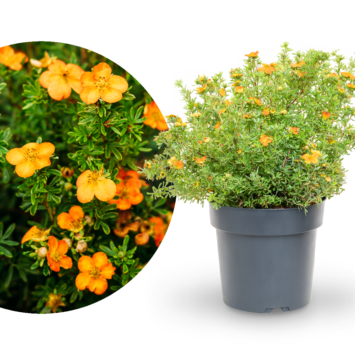 Fünffingerstrauch 'Bella Sol'®