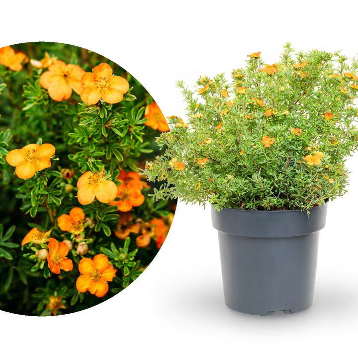 Fünffingerstrauch 'Bella Sol'®