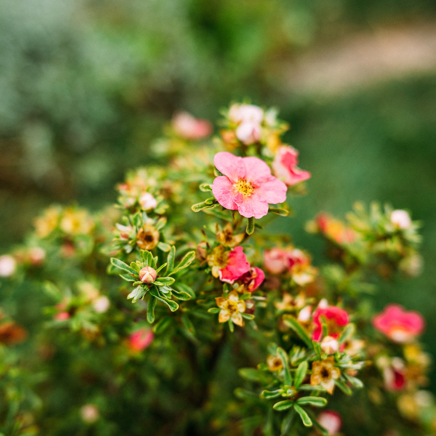 Blüte der Potentilla 'Bellissima'®
