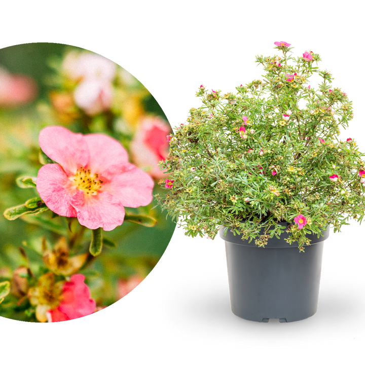 Fünffingerstrauch 'Bellissima'®