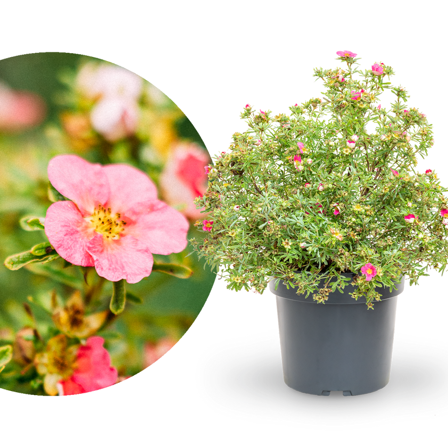 Fünffingerstrauch 'Bellissima'®