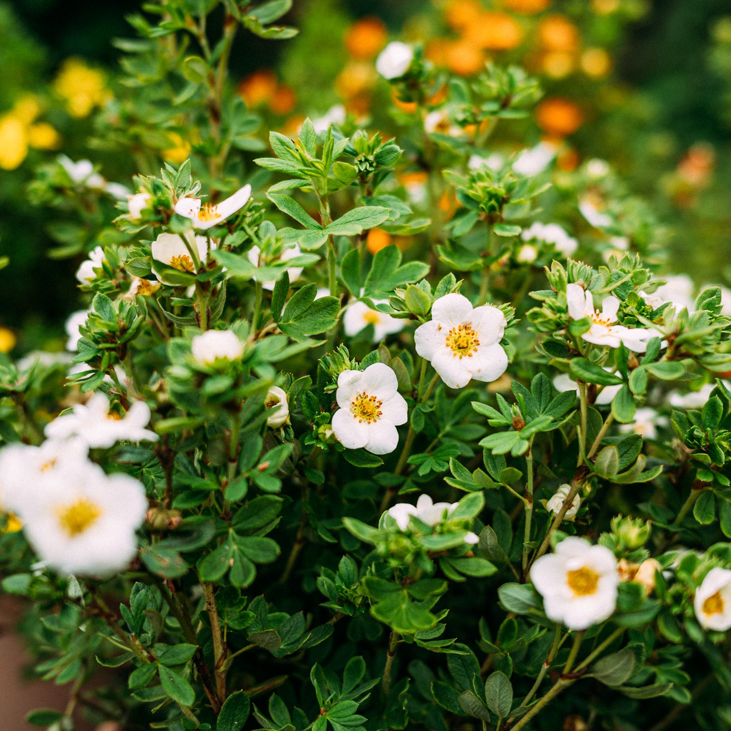 Blüte der Potentilla 'Creme Brulee'®