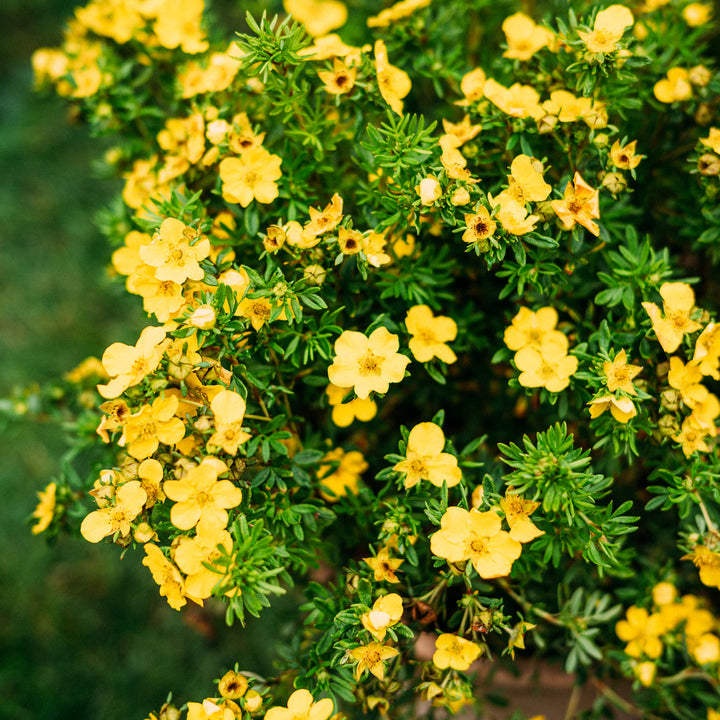 Blüte der Potentilla 'Dakota Sunspot'®