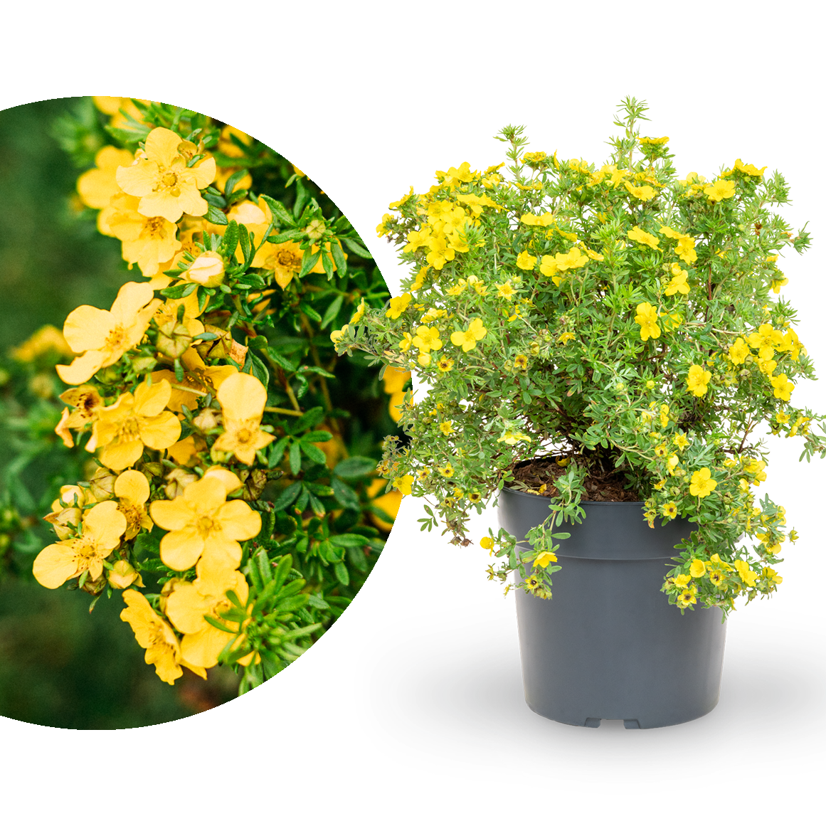 Fünffingerstrauch 'Dakota Sunspot'®