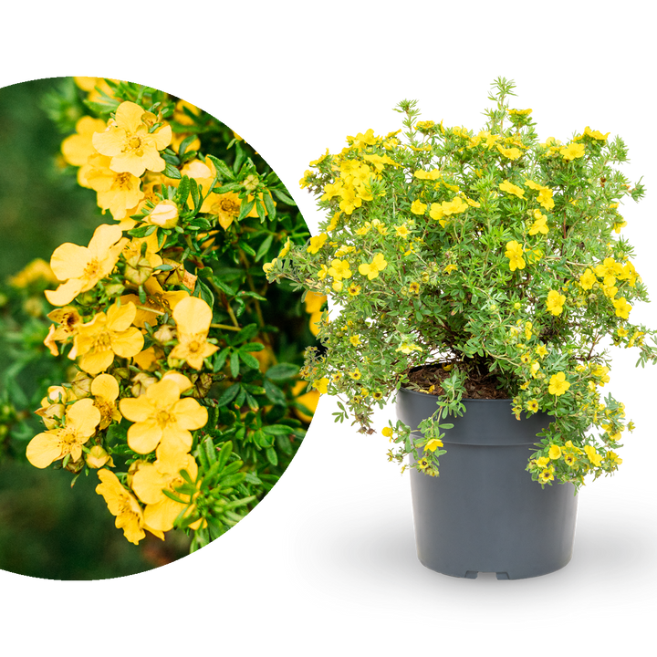 Fünffingerstrauch 'Dakota Sunspot'®