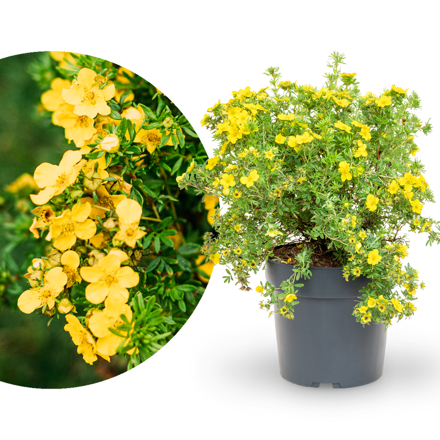 Fünffingerstrauch 'Dakota Sunspot'®