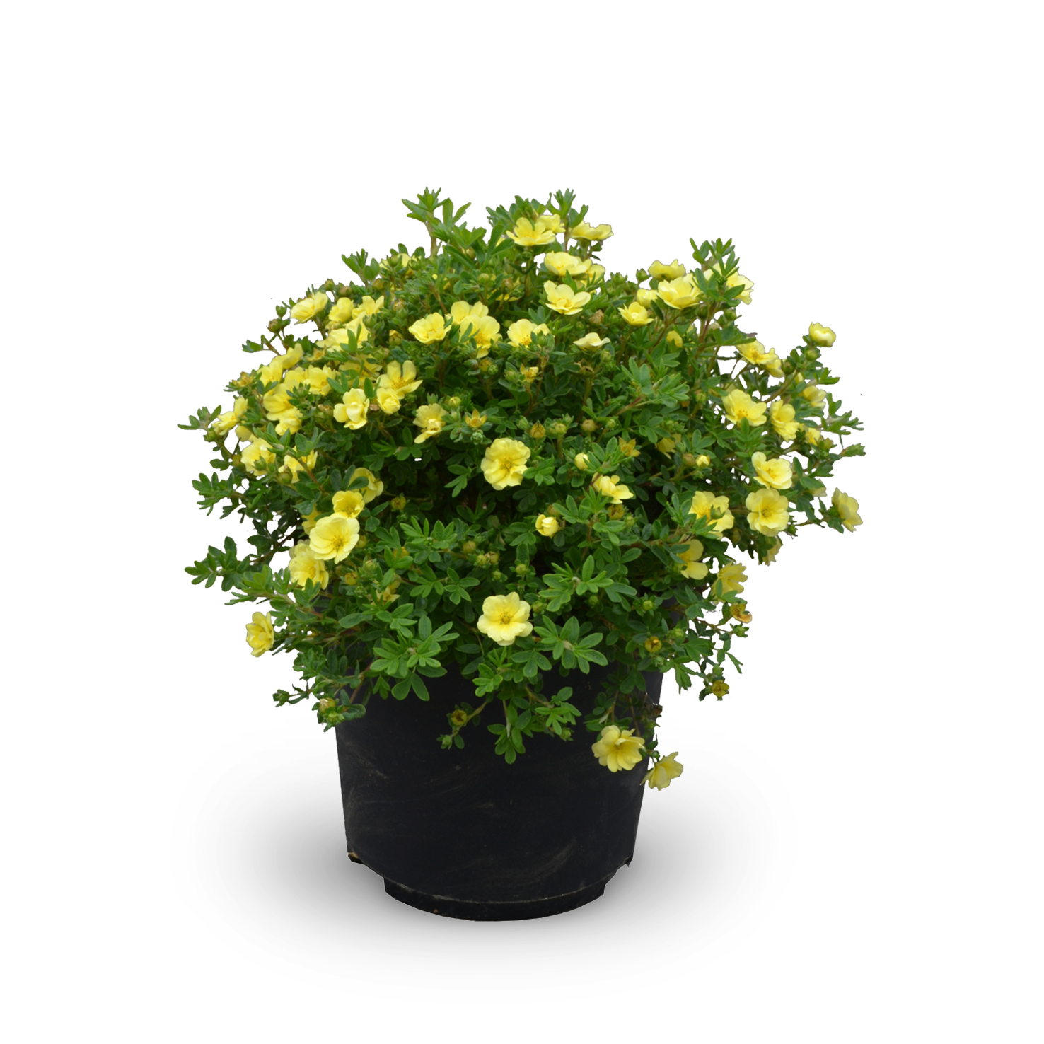 Fünffingerstrauch 'Lemon Meringue'®
