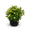 Fünffingerstrauch 'Lemon Meringue'®