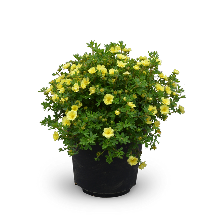 Fünffingerstrauch 'Lemon Meringue'®