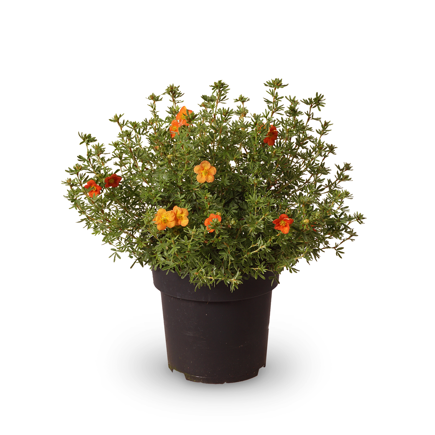 Fünffingerstrauch 'Red Ace'
