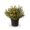 Fünffingerstrauch 'Red Ace'