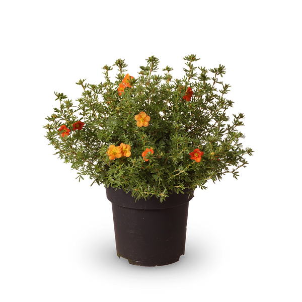 Fünffingerstrauch 'Red Ace'