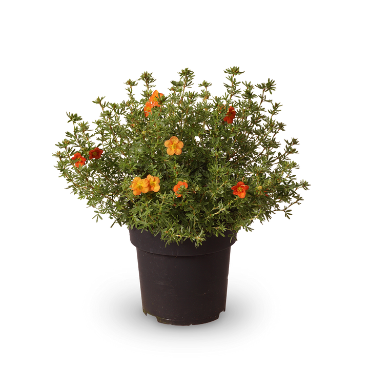 Fünffingerstrauch 'Red Ace'