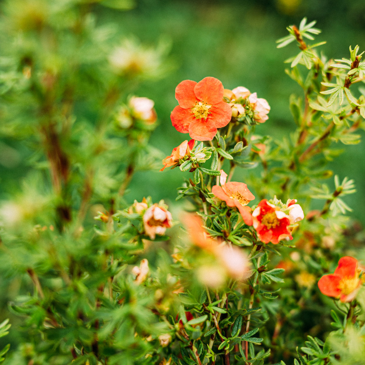Blüte der Potentilla 'Red Lady'®
